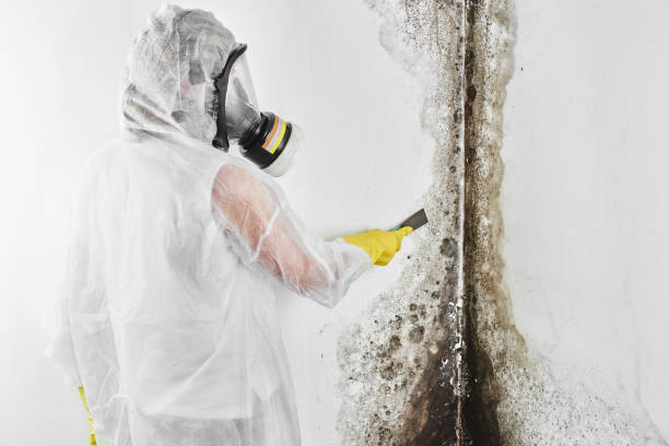 Best Mold Damage Repair  in St Johns, AZ