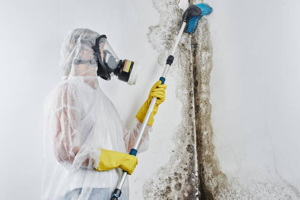 Best Affordable Mold Removal  in St Johns, AZ