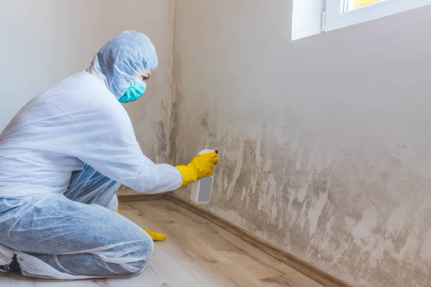 Best Mold Cleaning Services  in St Johns, AZ