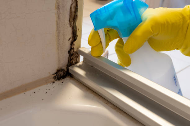 Certified Mold Removal in St Johns, AZ