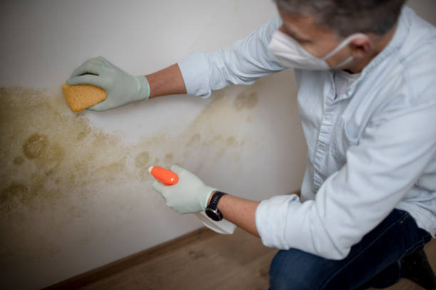 Best Local Mold Removal Service  in St Johns, AZ