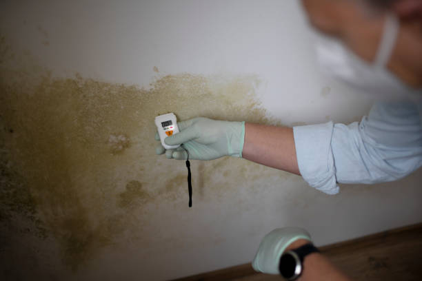 Best Professional Mold Removal  in St Johns, AZ