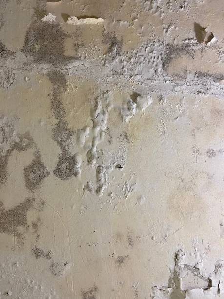 Best Residential Mold Removal  in St Johns, AZ