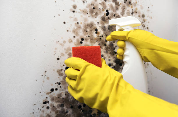 Best Same-Day Mold Removal  in St Johns, AZ