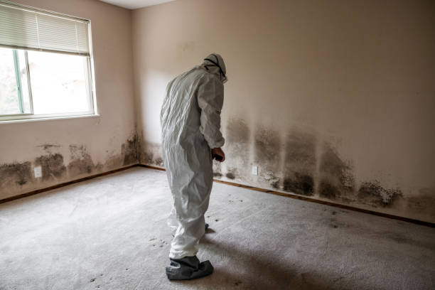 Best Mold Remediation Services  in St Johns, AZ