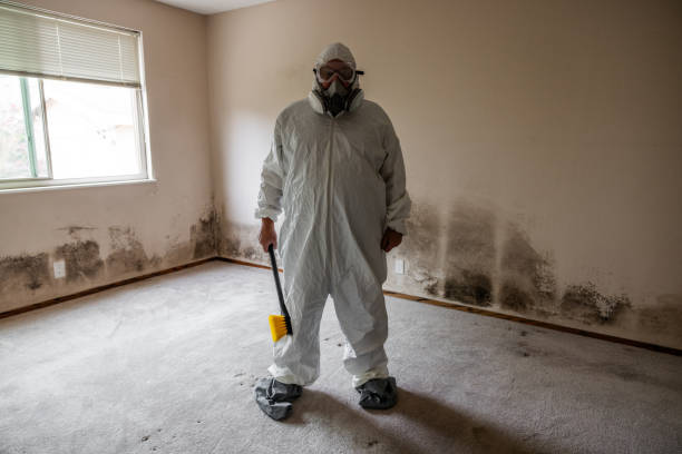 St Johns, AZ Mold Removal Company