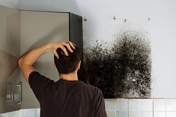 Best Toxic Mold Removal  in St Johns, AZ